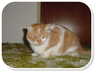Simba unser Kater