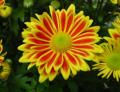 Blumen in unserem Garten
