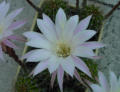 Blumen in unserem Garten