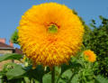 Blumen in unserem Garten