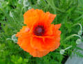 Blumen in unserem Garten