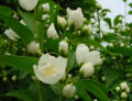 Blumen in unserem Garten