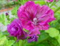 Blumen in unserem Garten