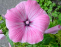 Blumen in unserem Garten