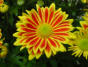 Blumen in unserem Garten