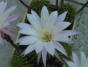 Blumen in unserem Garten
