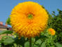 Blumen in unserem Garten
