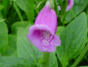 Blumen in unserem Garten