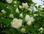 Blumen in unserem Garten
