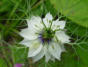 Blumen in unserem Garten