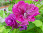 Blumen in unserem Garten