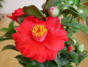 Blumen in unserem Garten