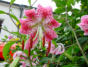 Blumen in unserem Garten