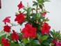 Blumen in unserem Garten